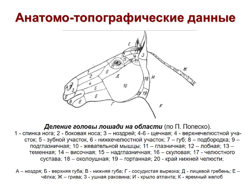 Анатомо-топографические данные Деление головы лошади на области (по П. Попеско). 1 - спинка нога; Анатомо-топографические данные Деление головы лошади на области (по П. Попеско). 1 - спинка нога;